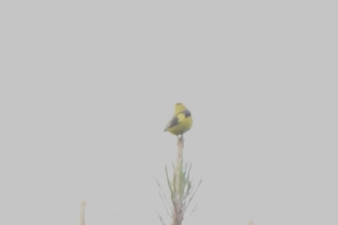 Black-headed Siskin - Erik Atwell