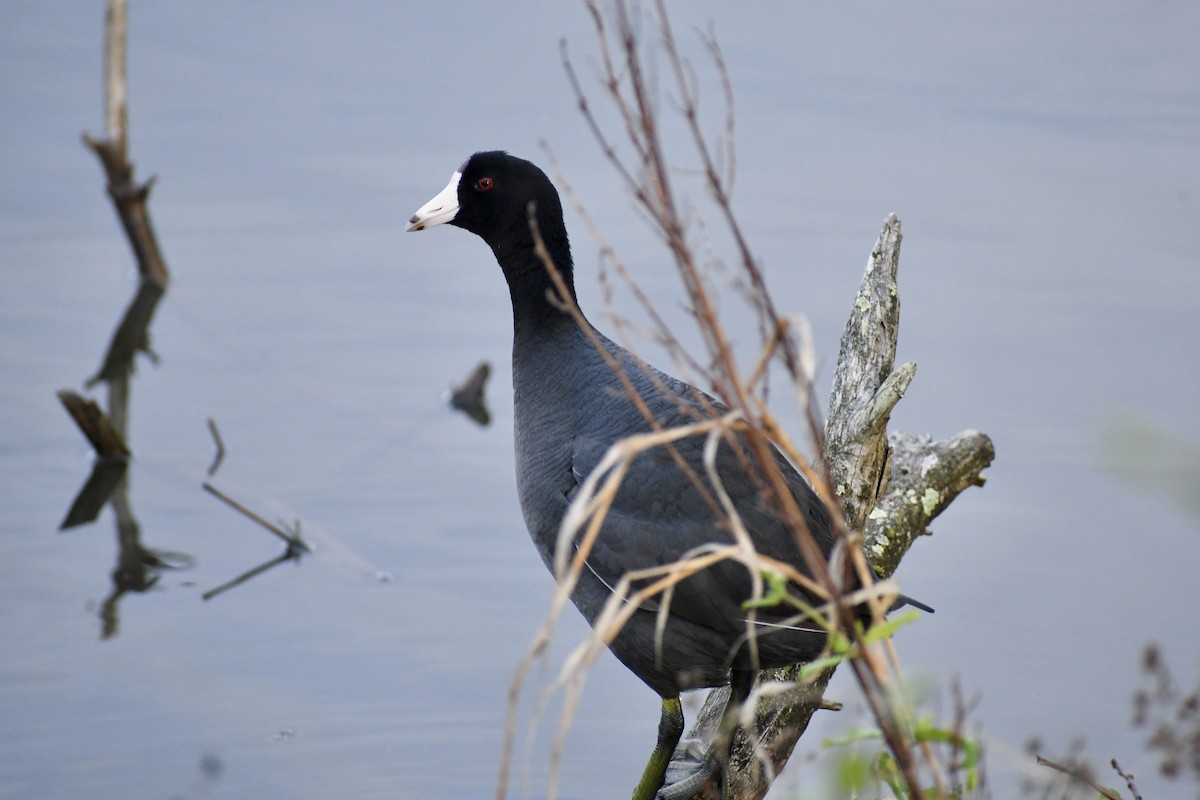 American Coot - ML617561715