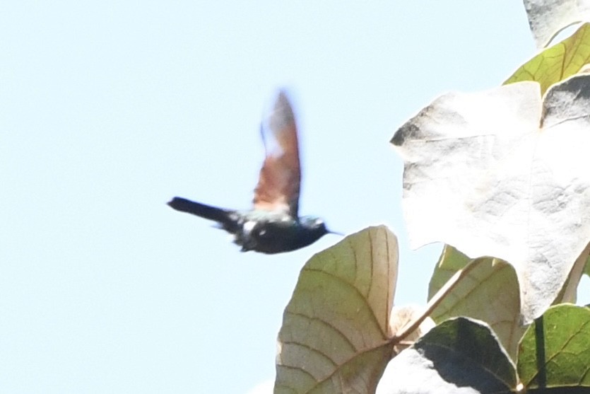 kolibřík rezavokřídlý - ML617561729