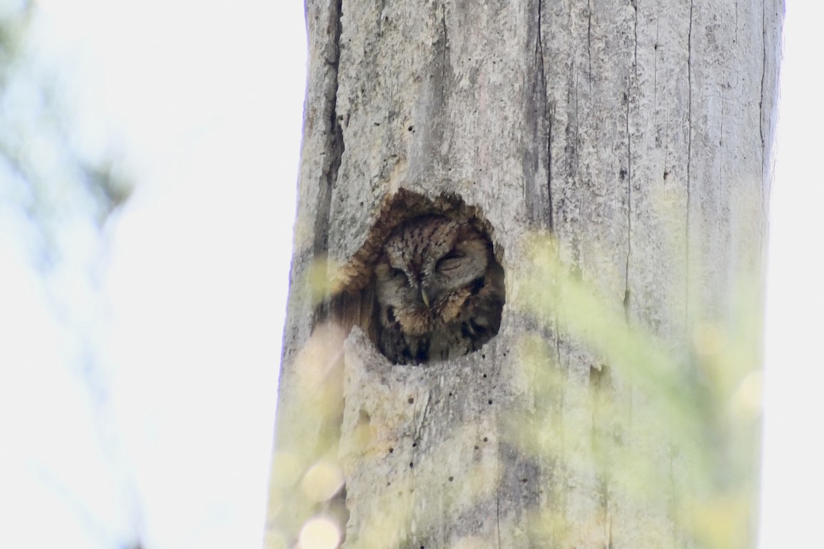 Eastern Screech-Owl - ML617561747