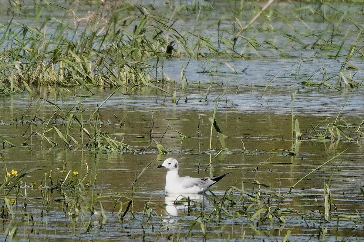 Bonaparte's Gull - ML617561748