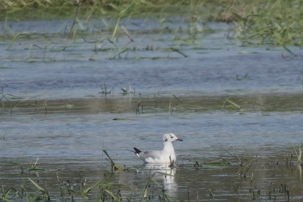 Bonaparte's Gull - ML617561753