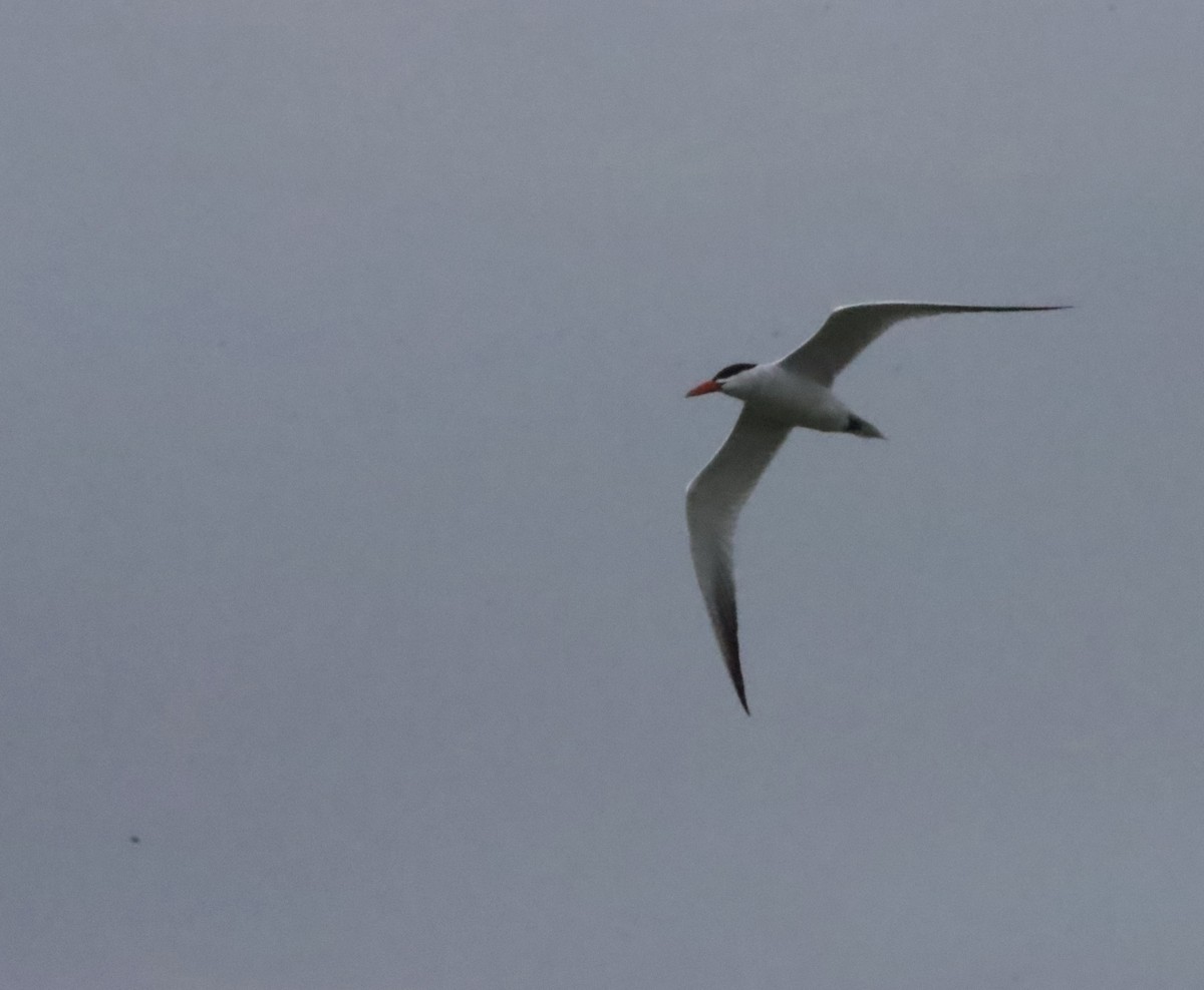 Caspian Tern - Rick Szabo