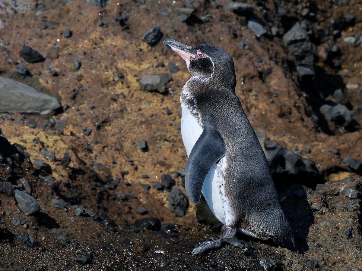 Галапагосский пингвин - ML617561781