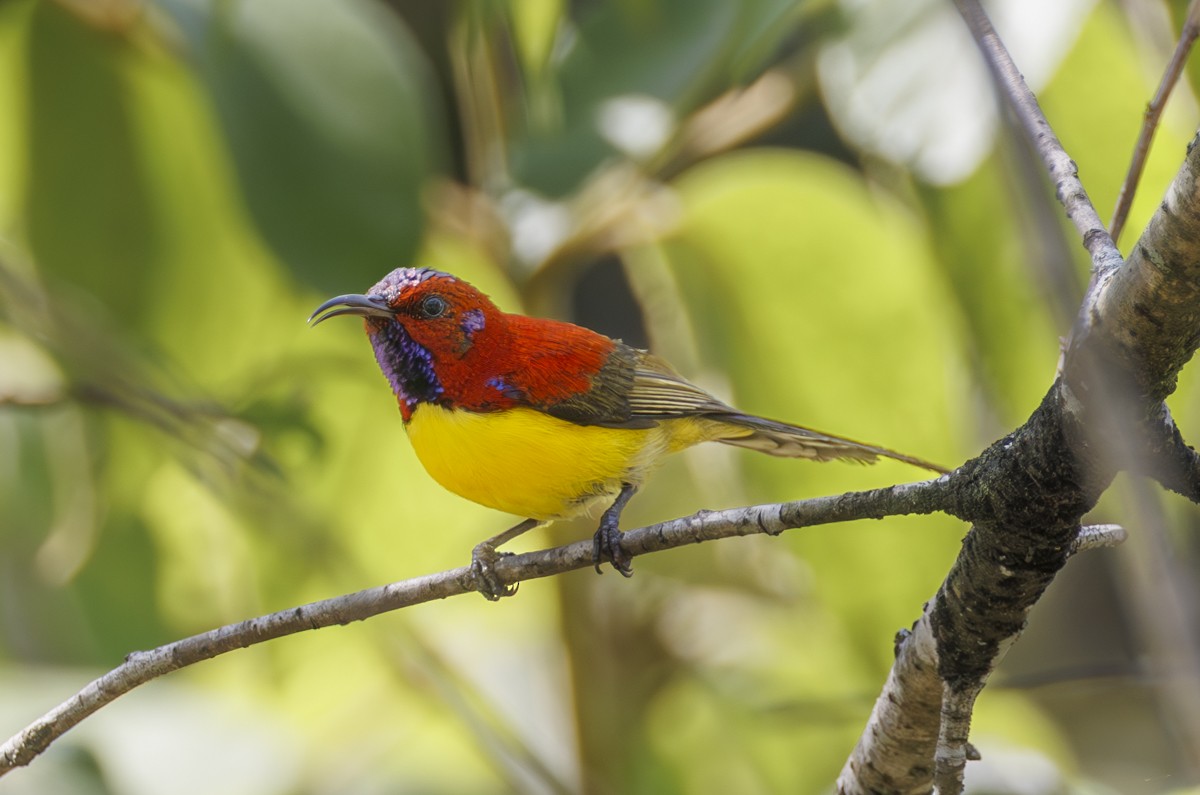 Mrs. Gould's Sunbird - ML617561785