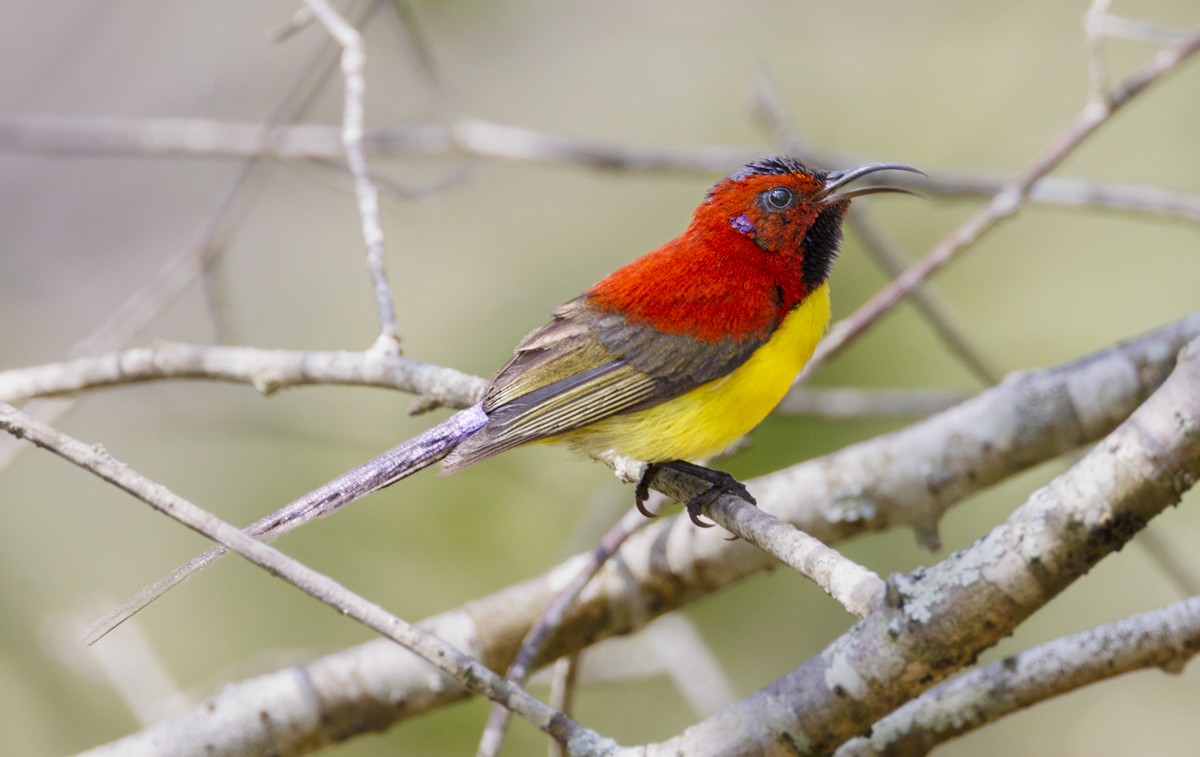 Mrs. Gould's Sunbird - ML617561786