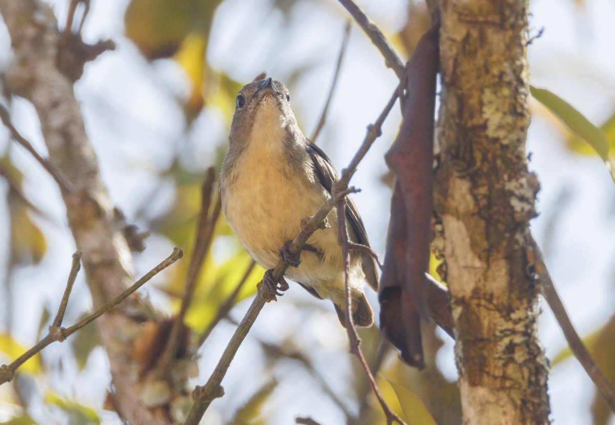 Scarlet-backed Flowerpecker - ML617561789