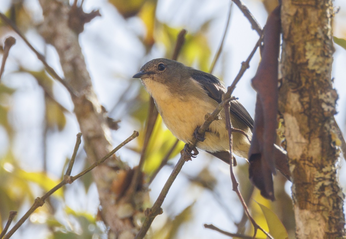 Scarlet-backed Flowerpecker - ML617561790