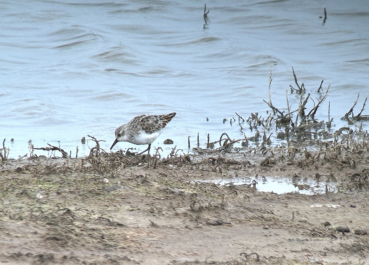 Little Stint - ML617561823