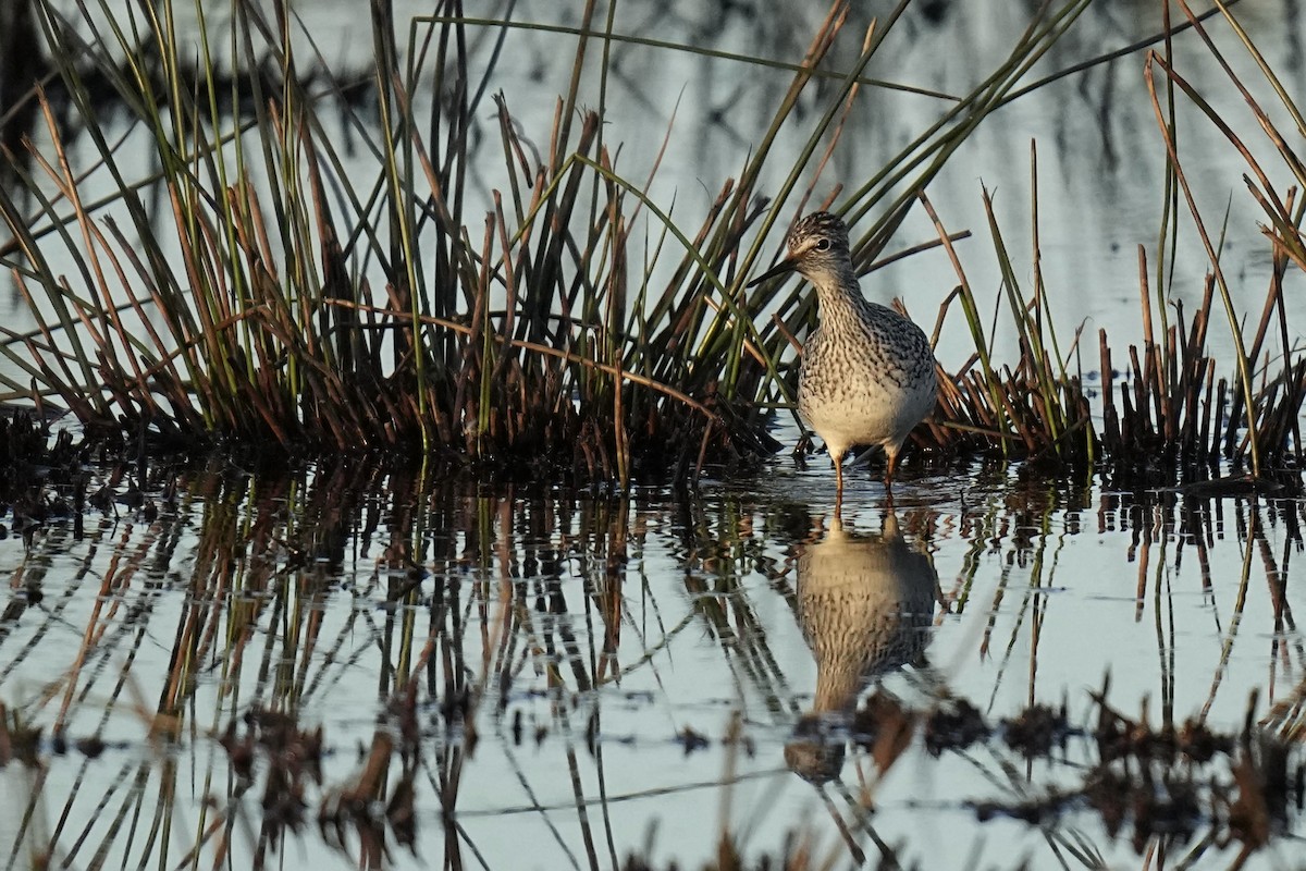 Lesser Yellowlegs - Sabine Jessen