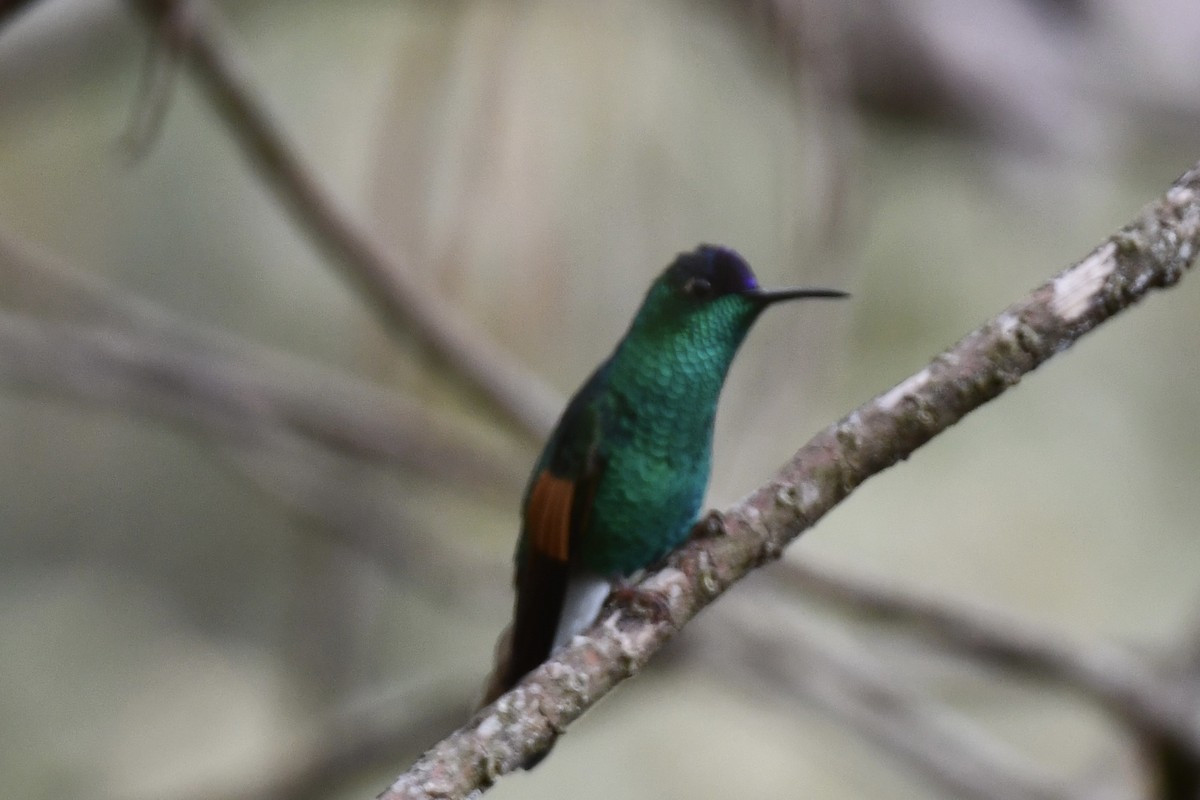 Blue-capped Hummingbird - Erik Atwell