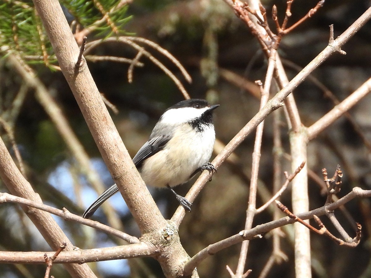 Mésange à tête noire - ML617561878