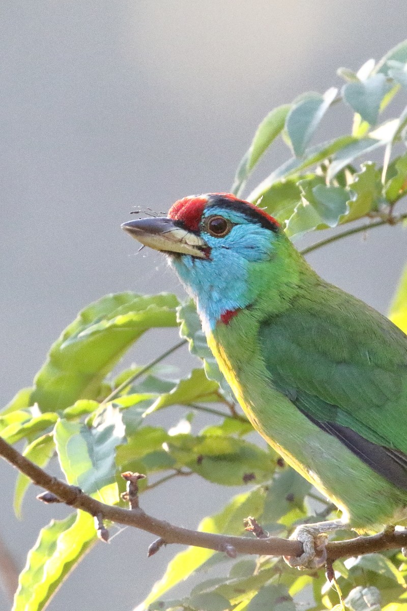 Blauwangen-Bartvogel - ML617561895