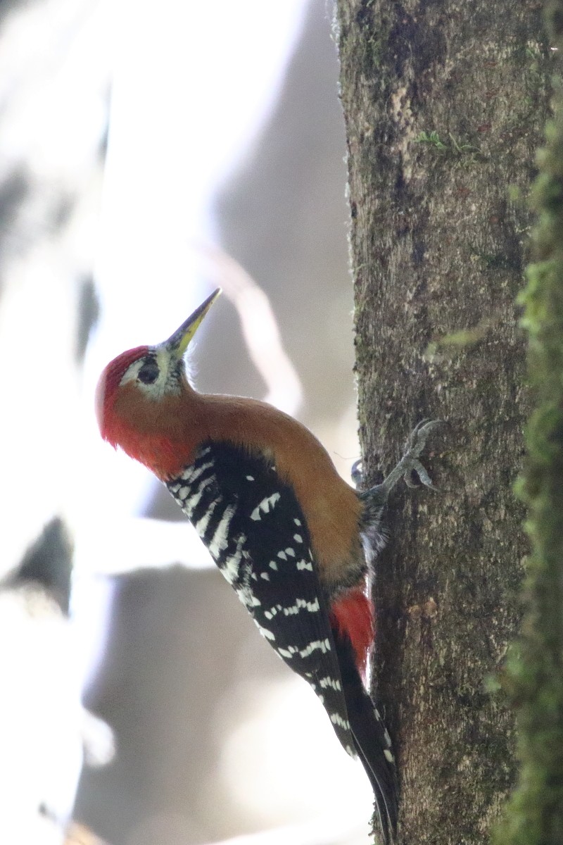 Fulvous-breasted Woodpecker - Amit Gupta
