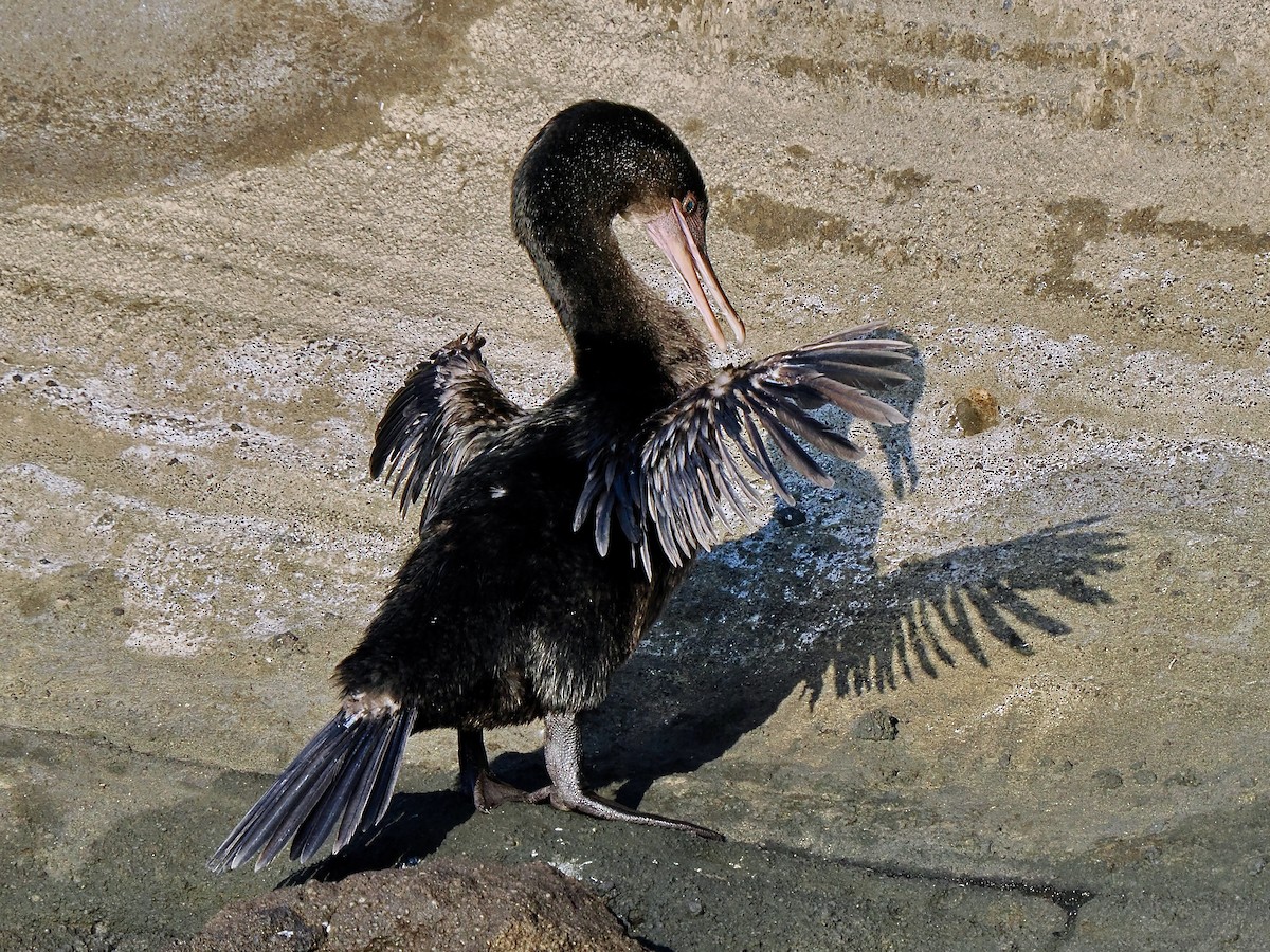 Galapagos Karabatağı - ML617561970