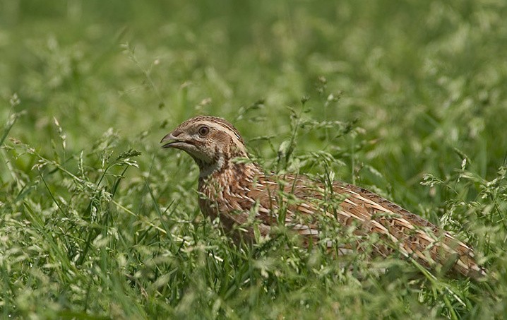 Common Quail - ML617562021