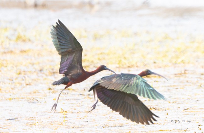 Glossy Ibis - Peggy Elder