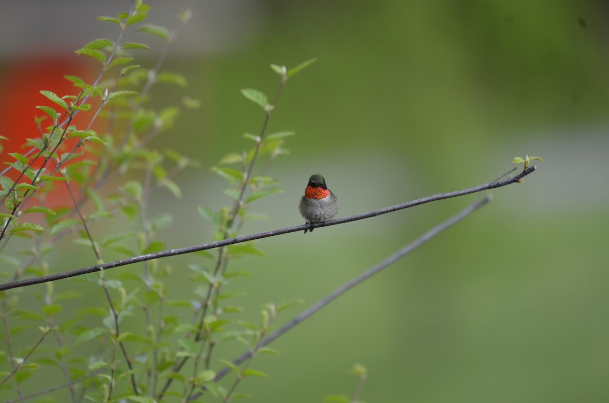 Ruby-throated Hummingbird - ML617562054