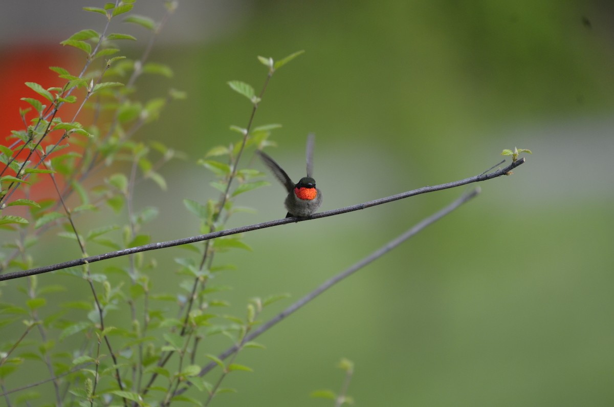 Ruby-throated Hummingbird - ML617562055