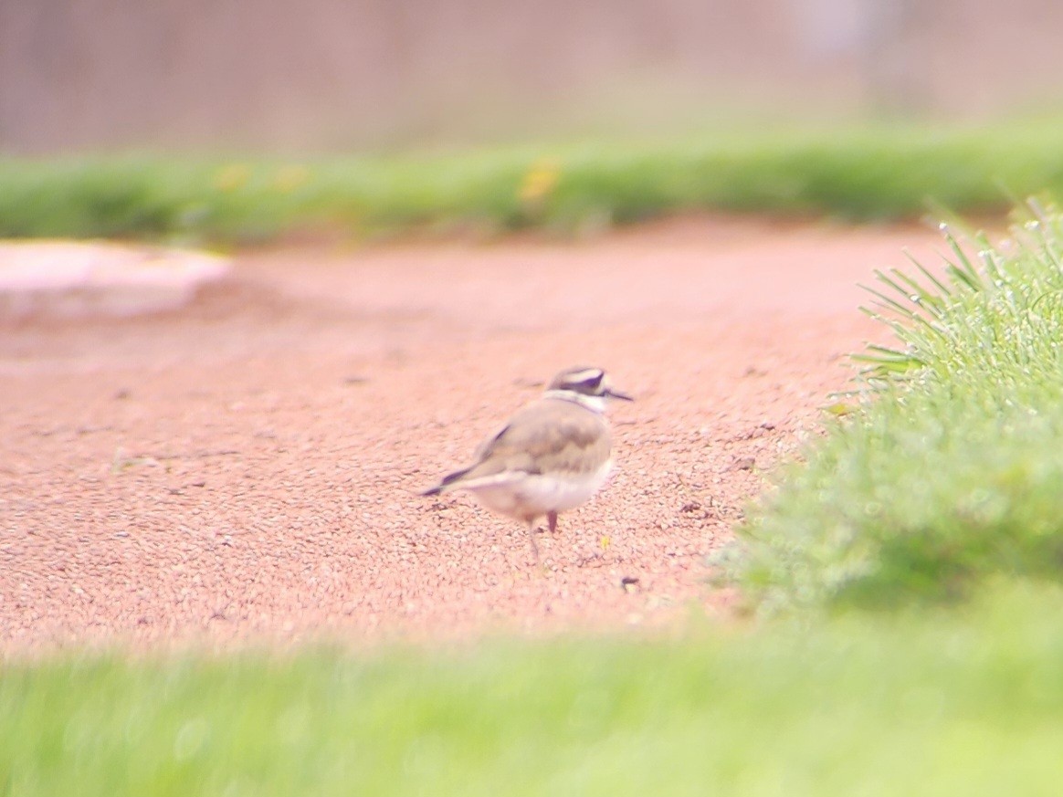 Killdeer - Tom Kerr