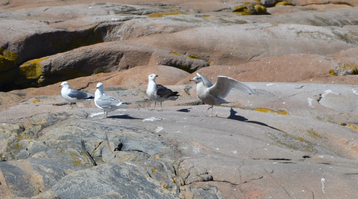 Glaucous Gull - ML617562110