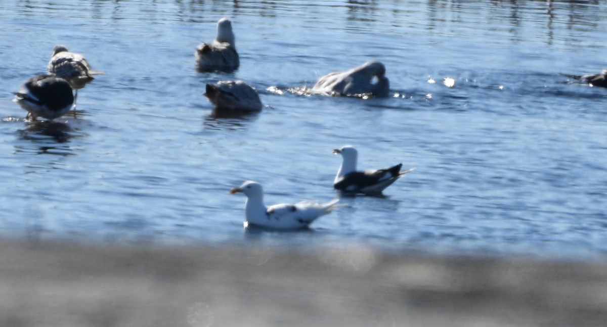 Lesser Black-backed Gull - ML617562117