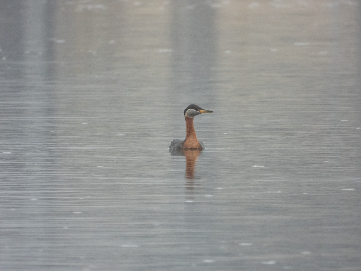 Red-necked Grebe - ML617562121