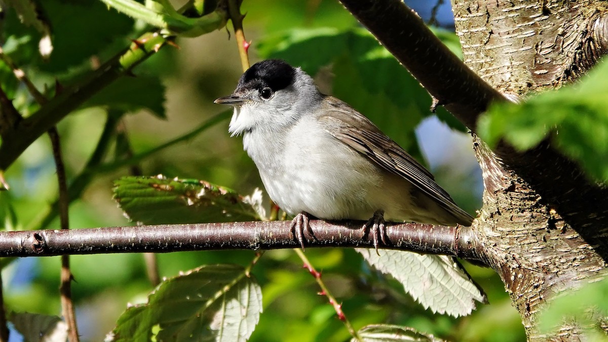 Eurasian Blackcap - ML617562133