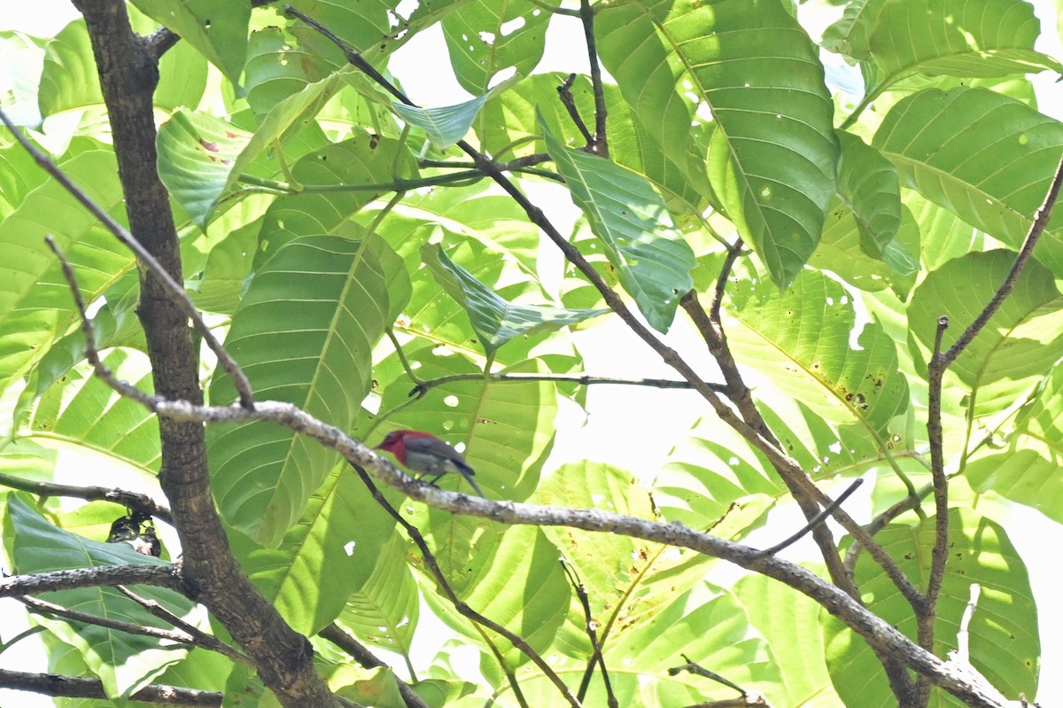 Crimson Sunbird - Nattagornb Poonmukdhamne