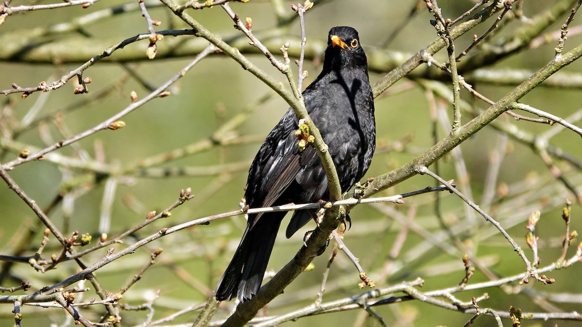 Eurasian Blackbird - ML617562157