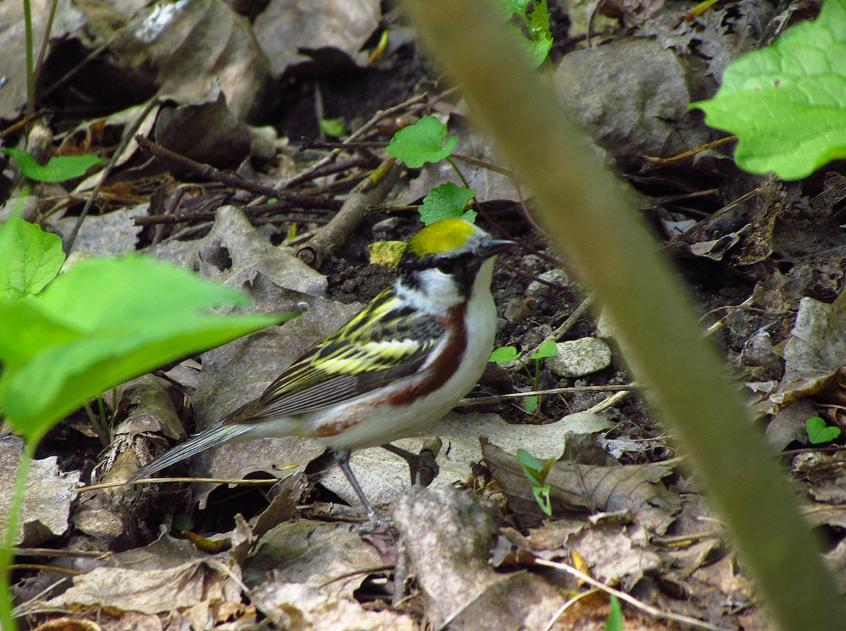 Chestnut-sided Warbler - Thomas Schultz