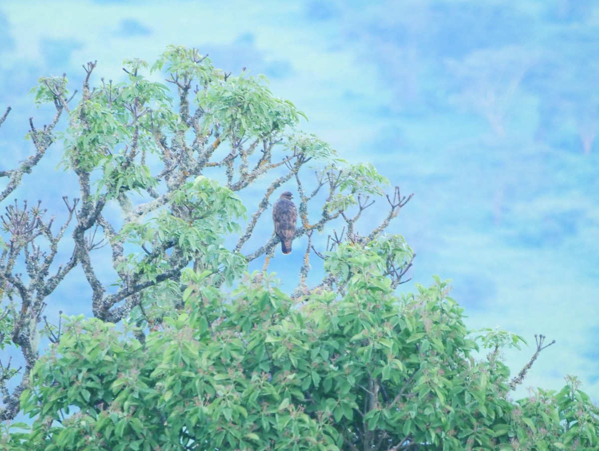 Mountain Buzzard - ML617562186