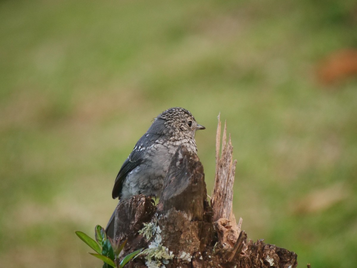 White-eyed Slaty-Flycatcher - Brett Hartl