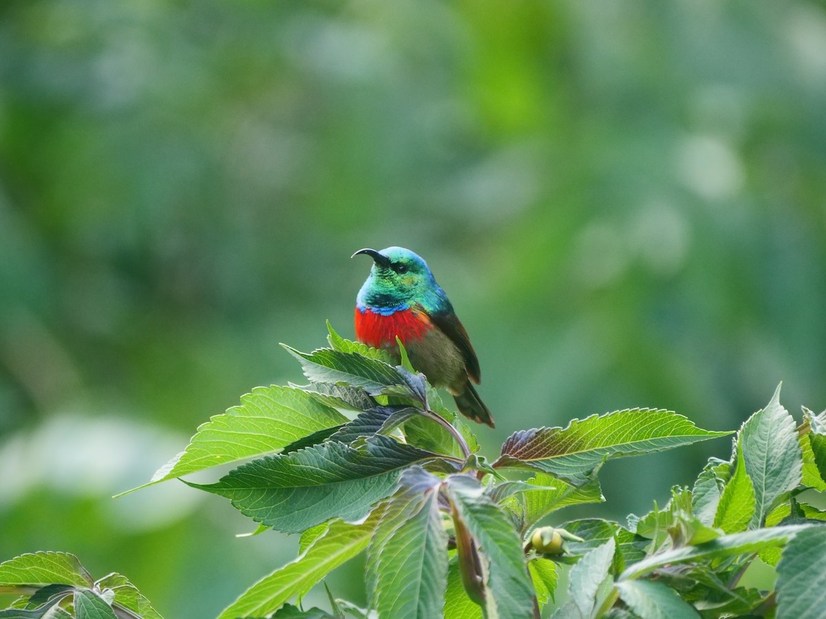 Eastern Double-collared Sunbird - ML617562201