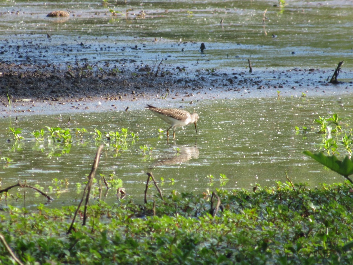 Solitary Sandpiper - ML617562204