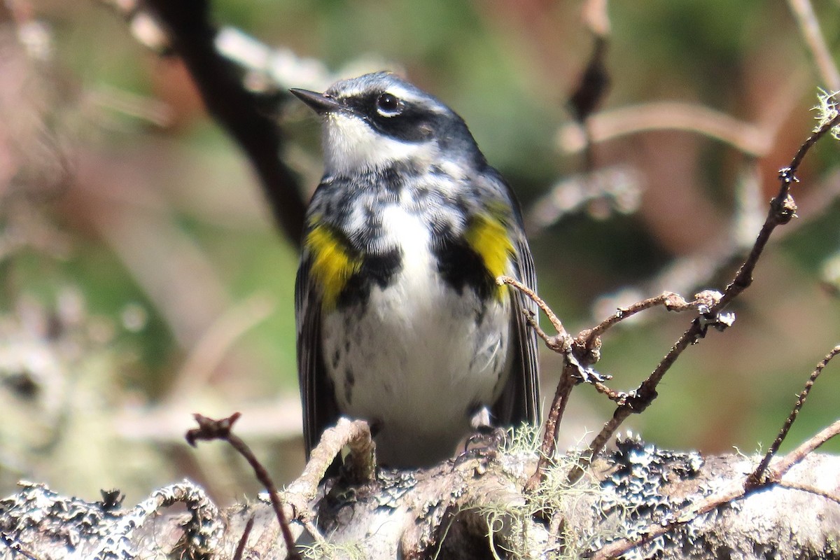 Yellow-rumped Warbler - Robert Keereweer