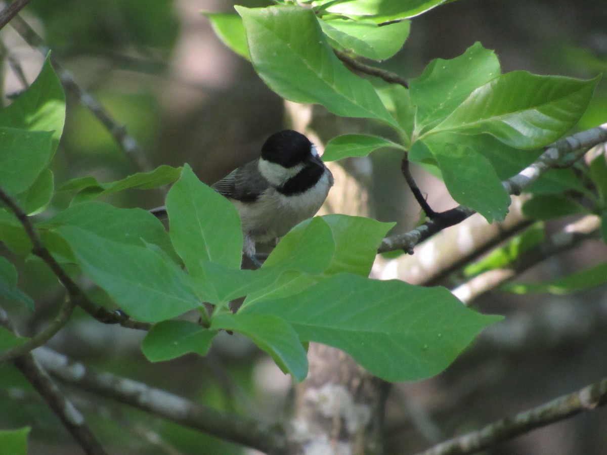 Carolina Chickadee - ML617562223