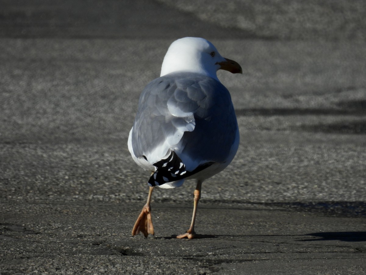 Lesser Black-backed Gull - Trish Berube