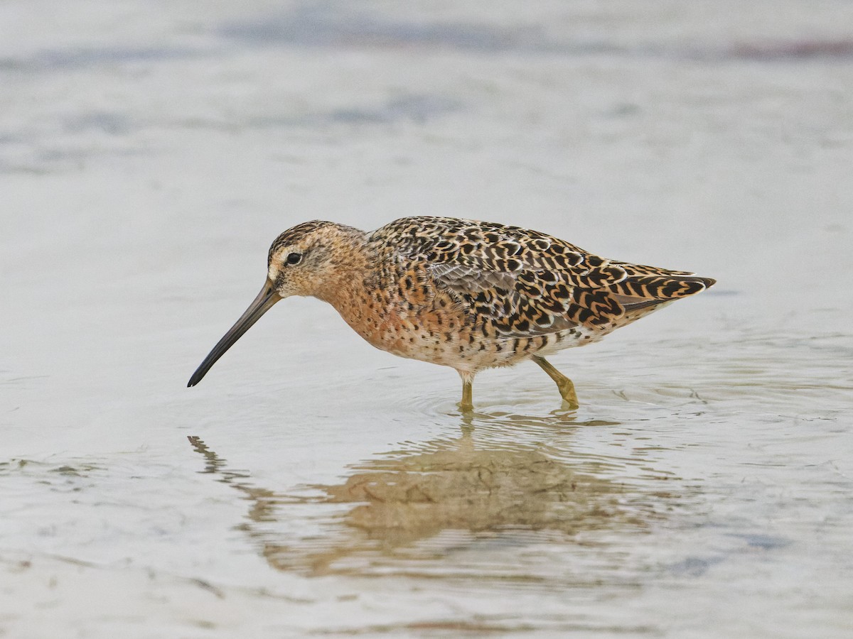 Short-billed Dowitcher - ML617562234