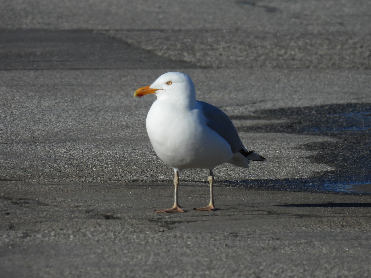 Lesser Black-backed Gull - ML617562235