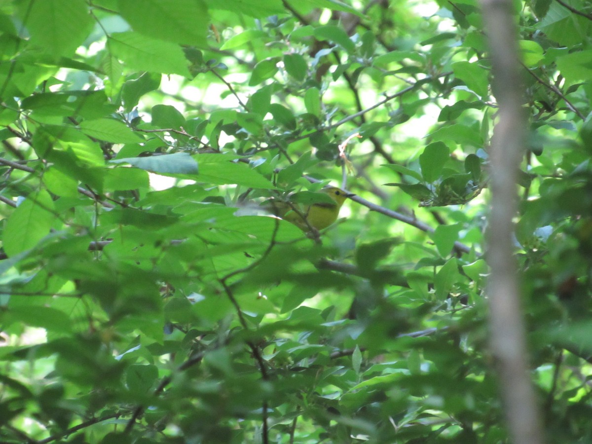 Hooded Warbler - ML617562236