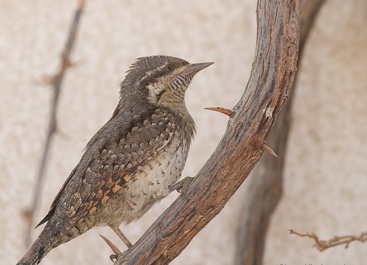 Eurasian Wryneck - ML617562239