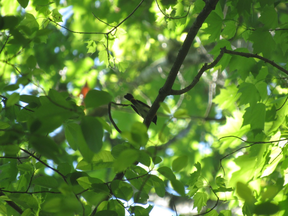 American Redstart - ML617562244