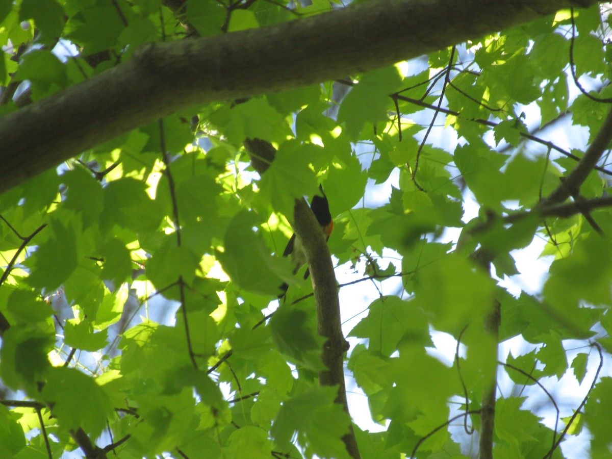 American Redstart - ML617562245