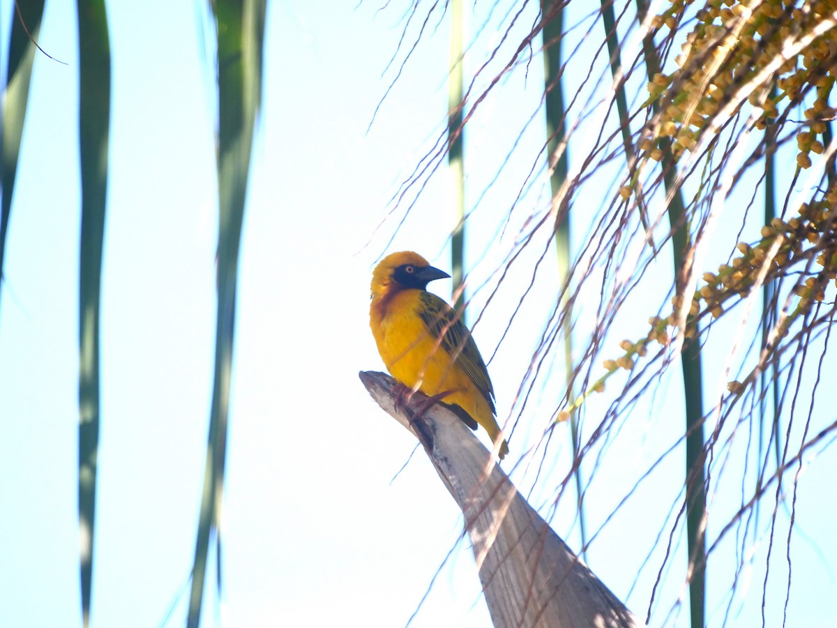 Speke's Weaver - Brett Hartl