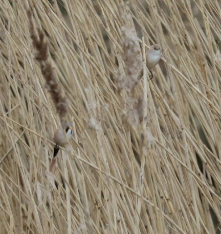 Bearded Reedling - howard  taffs