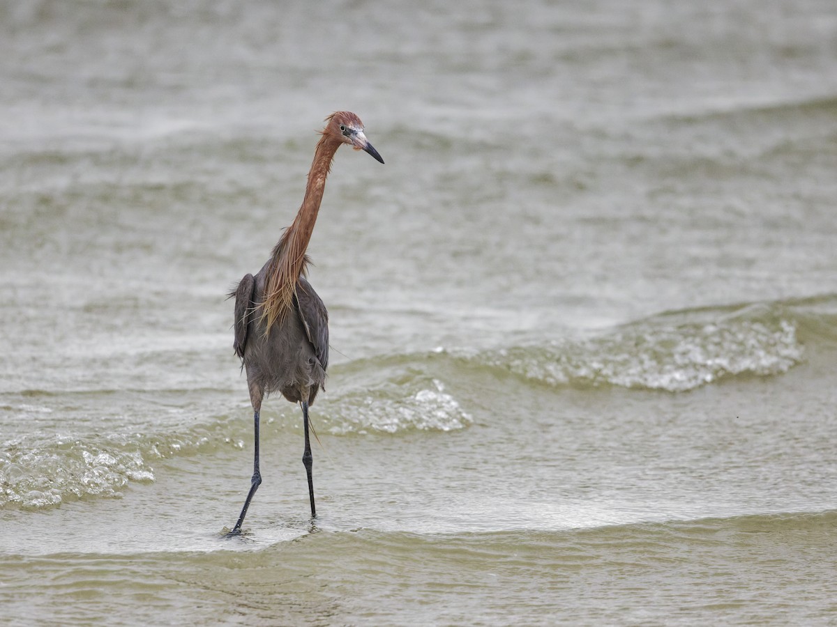 Reddish Egret - ML617562335