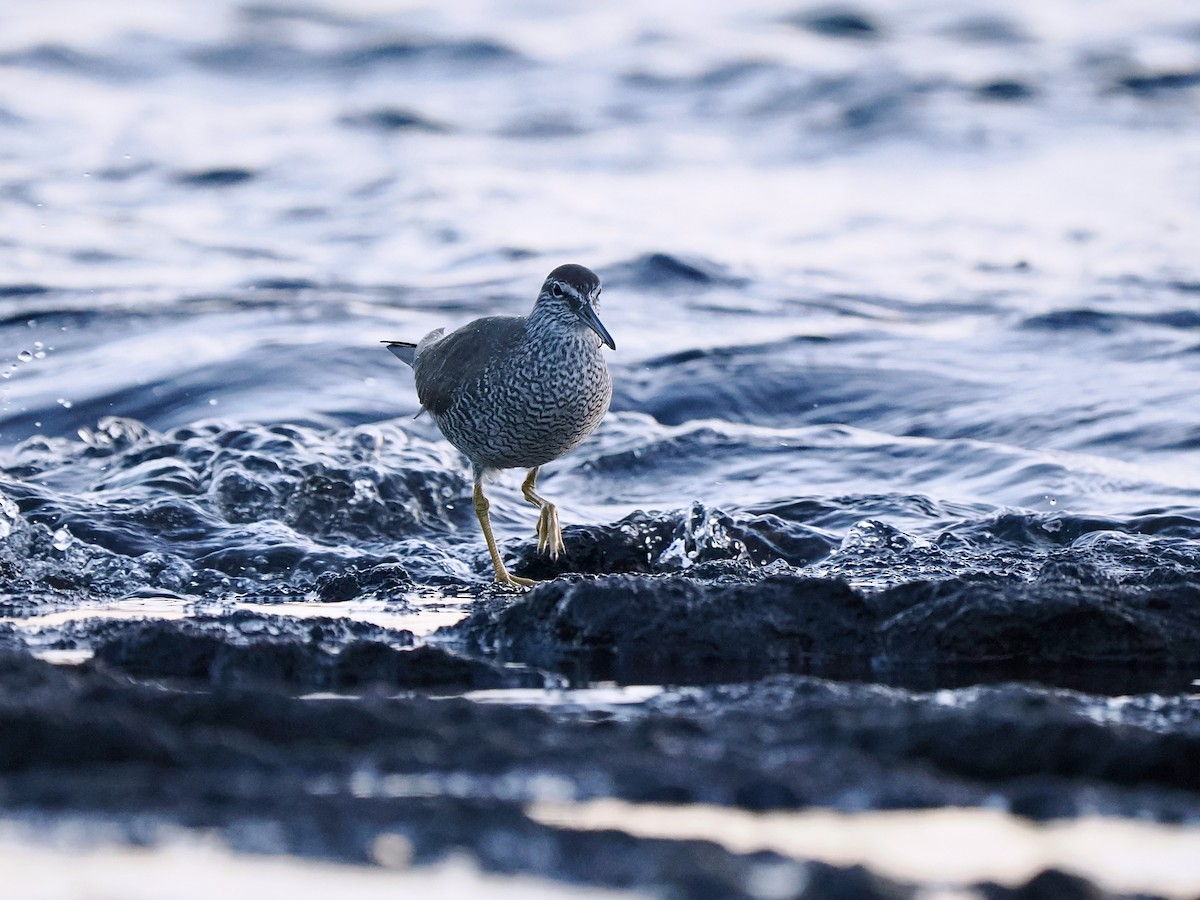 Wandering Tattler - ML617562374