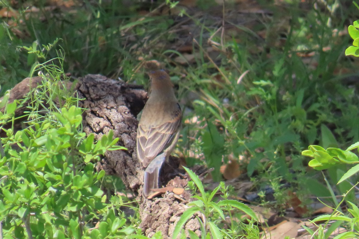 Blue Grosbeak - ML617562402