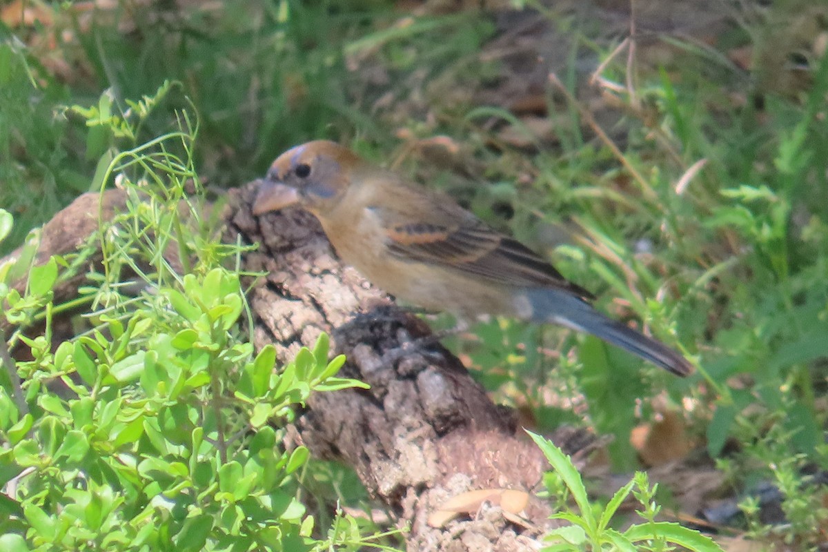 Blue Grosbeak - Kathy Criddle